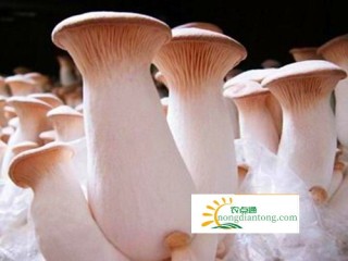 “蘑菇大王”王宗芳工厂化种植杏鲍菇带领乡亲同闯致富路,第2图