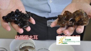 黑木耳该如何挑选？选购黑木耳的技巧,第3图