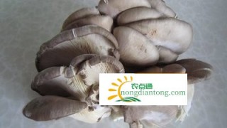 平菇在冰箱里长了白毛还能吃吗？怎样保存平菇？,第1图