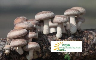 香菇多少钱一斤，如何挑选,第2图