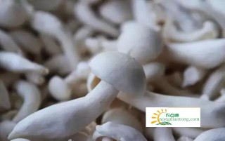 哪些人不宜食用白玉菇？以下几种人需谨慎食用,第3图