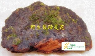 灵芝（裂蹄层孔菌）的食用方法，有什么药理作用,第1图