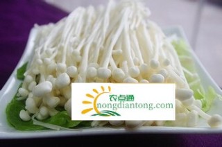 金针菇的药性与作用,第1图