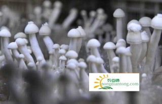 室内海鲜菇的种植方法，种植中需要什么条件?,第2图