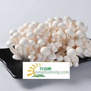 海鲜菇和蟹味菇一样吗,第1图