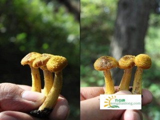 榛蘑和香菇哪个好？榛蘑和香菇能一起吃吗？,第1图