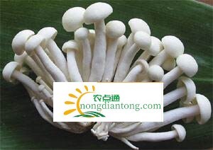 怎么去除海鲜菇的苦味,第2图