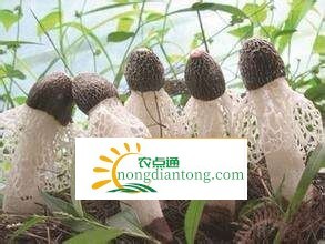 竹荪的种类，吃竹荪的禁忌,第1图