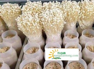 金针菇切掉再生，金针菇品种,第1图