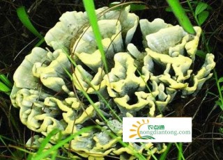 干巴菌的保存与清洗方法,第3图