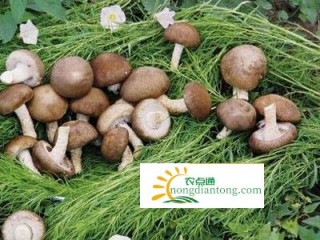 草菇不可以和什么一起吃？新鲜草菇应该如何保存？,第1图