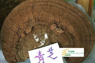 怎么挑选青芝，如何辨别野生青芝和人工青芝,第1图