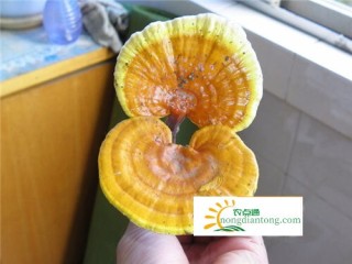 黑灵芝和黄灵芝的区别？教你怎么辨认黄灵芝和黑灵芝,第4图