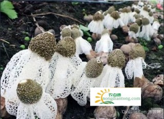 竹荪可以人工种植吗？,第1图