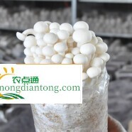 白玉菇种植的市场行情和利润,第3图