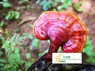 灵芝的药用附方,第3图