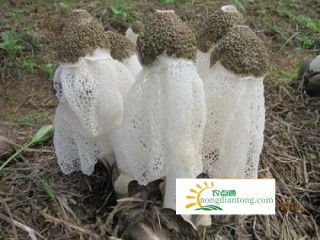 竹荪能抗癌吗？吃竹荪还有这5大好处,第1图