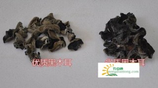 干木耳有刺鼻的醋酸味是什么原因？怎么辨别真假木耳？,第3图