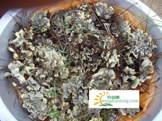 干巴菌是什么味道？干巴菌怎么吃？,第1图