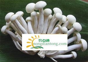 海鲜菇让厦门菌秀合作社的农户们受益良多,第2图