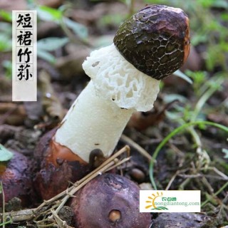 竹荪的品种有哪些？,第2图