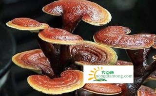 灵芝食用菌能治疗什么，灵芝能治什么病,第1图