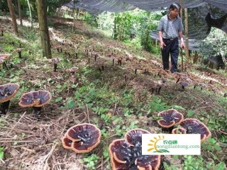 广西德保紫灵芝，带领全村走上致富路,第1图