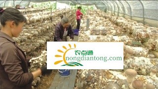 香菇种植存在哪些误区？,第2图