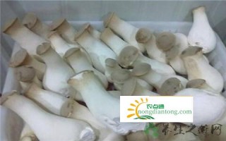 吃杏鲍菇的好处和图片,第6图