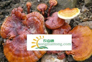 灵芝食用菌祛斑有用吗，灵芝泡水喝有什么功效,第1图