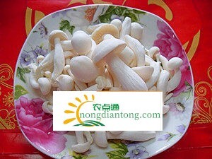 白玉菇食用功效和营养价值,第2图