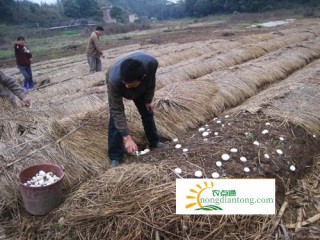 怎样种植草菇，操作时一定要注意这些,第4图