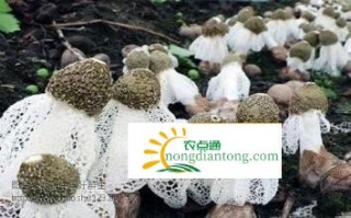 八步区桂岭镇种植竹荪，完成扶贫攻坚任务,第3图