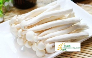 海鲜菇怎么做好吃？海鲜菇的热量,第3图