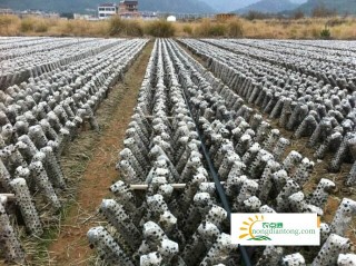 木耳的种植技术与管理,第1图