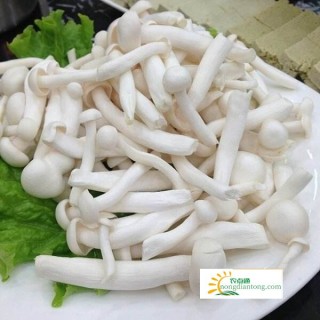 白玉菇炒之前用焯水吗,第1图