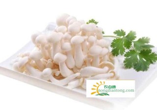 白玉菇和什么食物相克,第3图