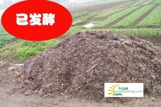 草菇废料可以用来养殖什么,第4图