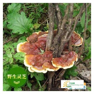 怎样区别真假灵芝？,第4图