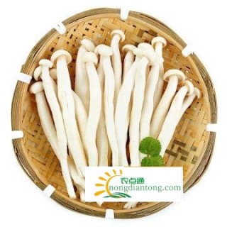 海鲜菇和白玉菇哪个贵 ，它们的区别及营养功效,第3图
