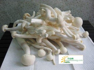 海鲜菇是发物吗？海鲜菇的禁忌,第3图