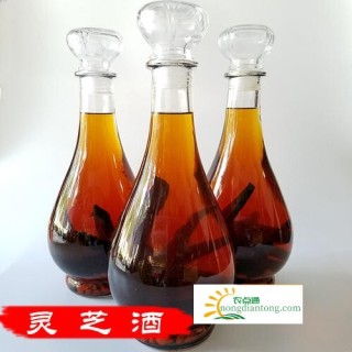 紫灵芝片能泡酒吗？教你四种做法,第3图