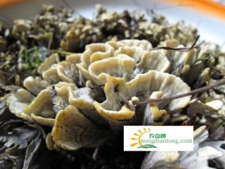 多吃干巴菌可以减肥吗？,第2图