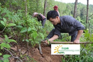 野生茯苓长在什么地方？,第2图