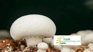 在“口蘑之乡”盛名下的食用菌种植,第5图