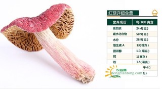 真红菇和假红菇怎么区别？有哪些要点？,第3图