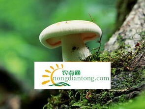 学种蘑菇 怎样种出来的蘑菇好,第1图