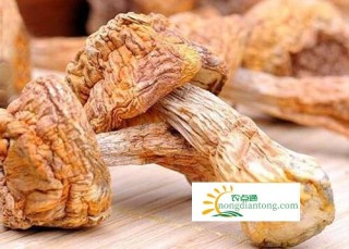 姬松茸的生物特性，姬松茸栽培条件,第1图