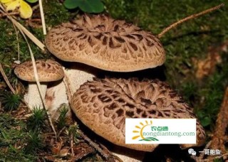 虎掌菌煲汤做法,第1图