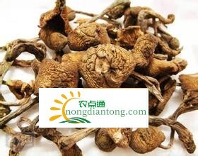 东北榛蘑的禁忌 具体有哪些,第2图